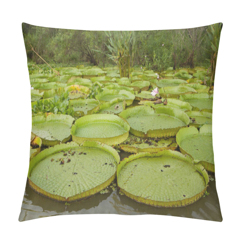 Personality  Aquatic Plants. View Of Victoria Regia, Also Known As Giant Amazon Water Lilies, Large Round Floating Leaves, Growing In The River Shallows. Pillow Covers