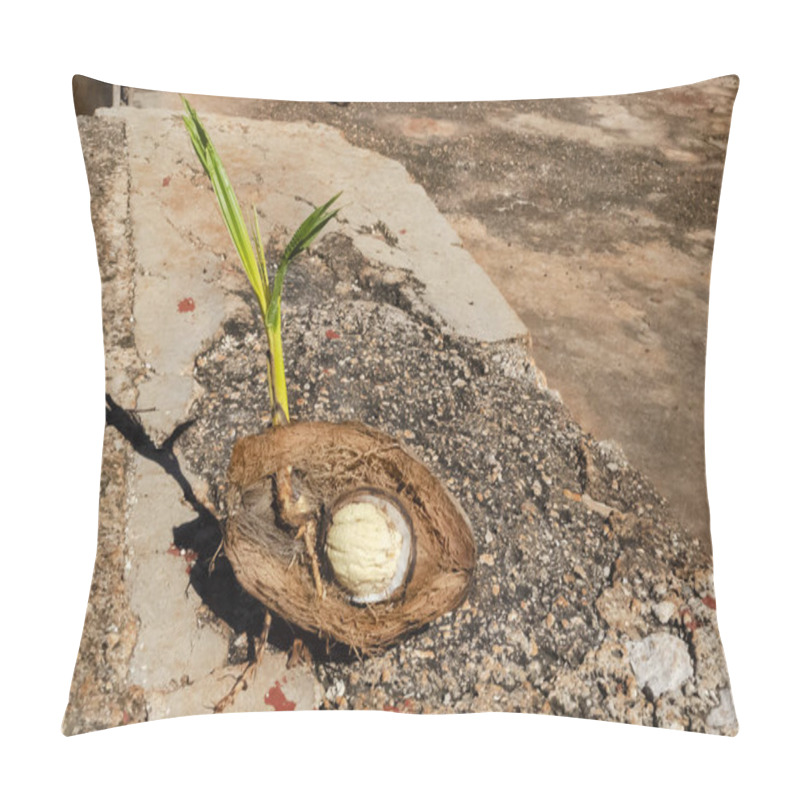 Personality  Here's A Half Of A Growing Coconut With Leaves, Shoot, Husk, Roots, And Catyledon. Pillow Covers