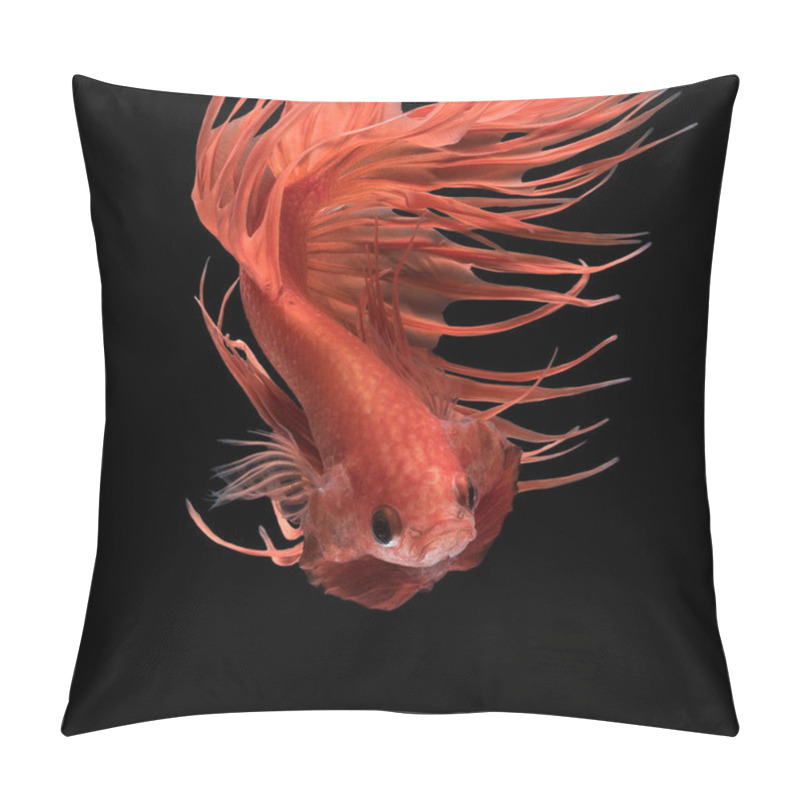 Personality  Abstract Art Movement Of Colourful Betta Fish,Siamese Fighting Fish Isolated On Black Background. Pillow Covers