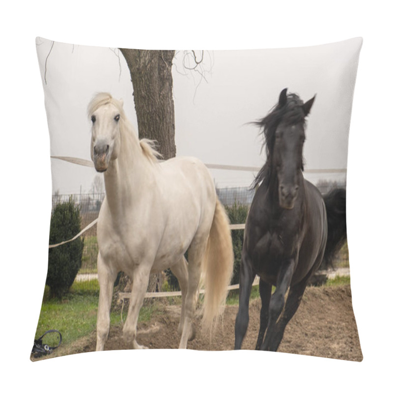 Personality  Two Horses, One White And One Black, Playing, Eating And Having Fun Together. Horses Of Different Colors In The Wild. Pillow Covers