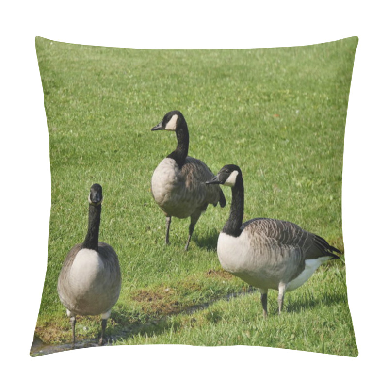 Personality  Three Canadian Geese In The Public Park In France, In Haut De Seine. Brenta Canadensis Is A Pest Species With Invasive Behavior In Europe. Urban Wildlife Pillow Covers