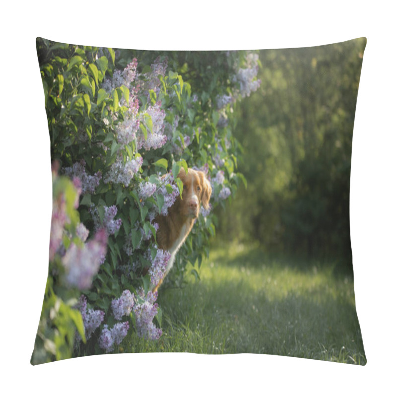 Personality  Dog In Flowers, Lilac Bushes. Portrait Of A Nova Scotia Duck Tolling Retriever, Toller. Pet In Spring Pillow Covers