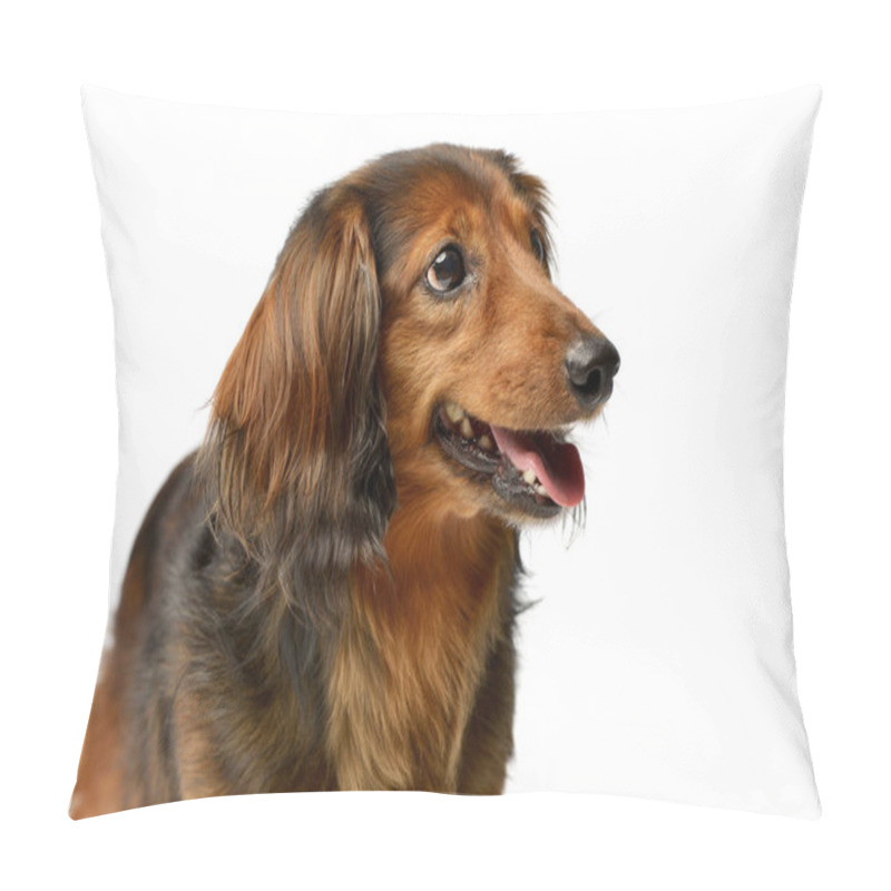 Personality  Portrait Of An Adorable Longhaired Dachshund, Studio Shot, Isolated On White. Pillow Covers