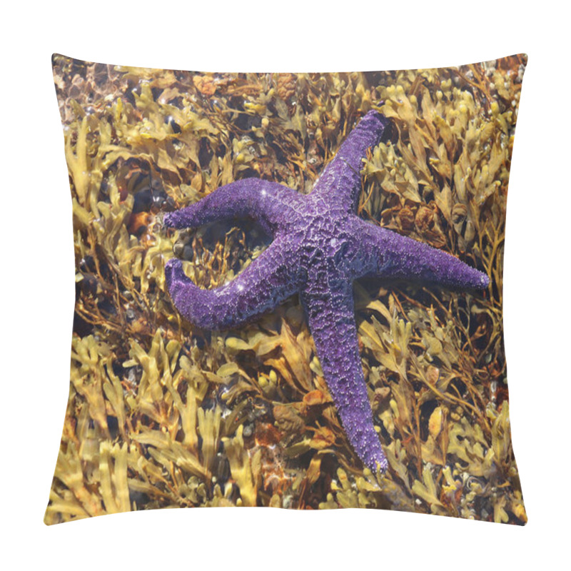 Personality  Mauve Star Fish In Seaweed In The Pacific Ocean In Nanoose On Vancouver Island Pillow Covers