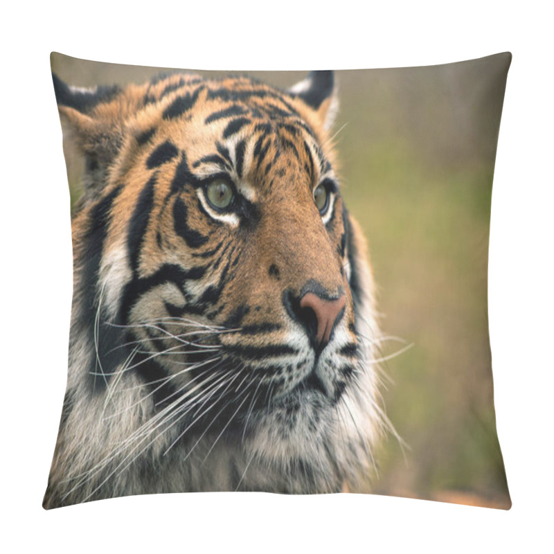 Personality  Tiger, Portrait Of A Bengal Tiger. Pillow Covers