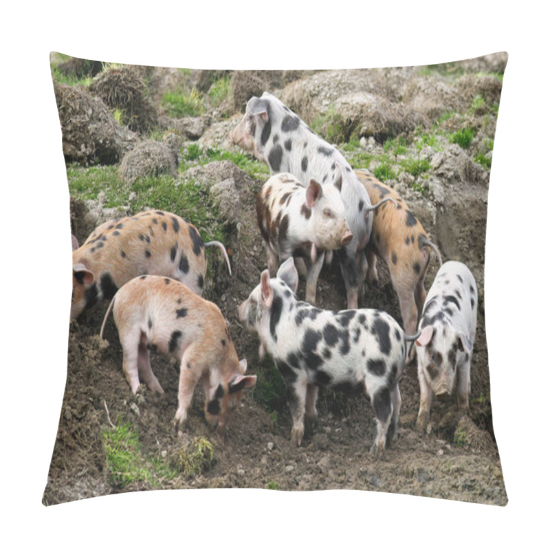 Personality  Group Of Cute Gloucester Old Spots Pigs On The Fild Pillow Covers