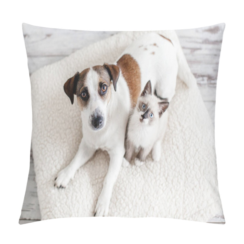 Personality  Beautiful Dog And A Small Cat Are Sitting On A Soft White Pillow. A Kitten And A Puppy Together At Home. Cozy Home Concept Pillow Covers