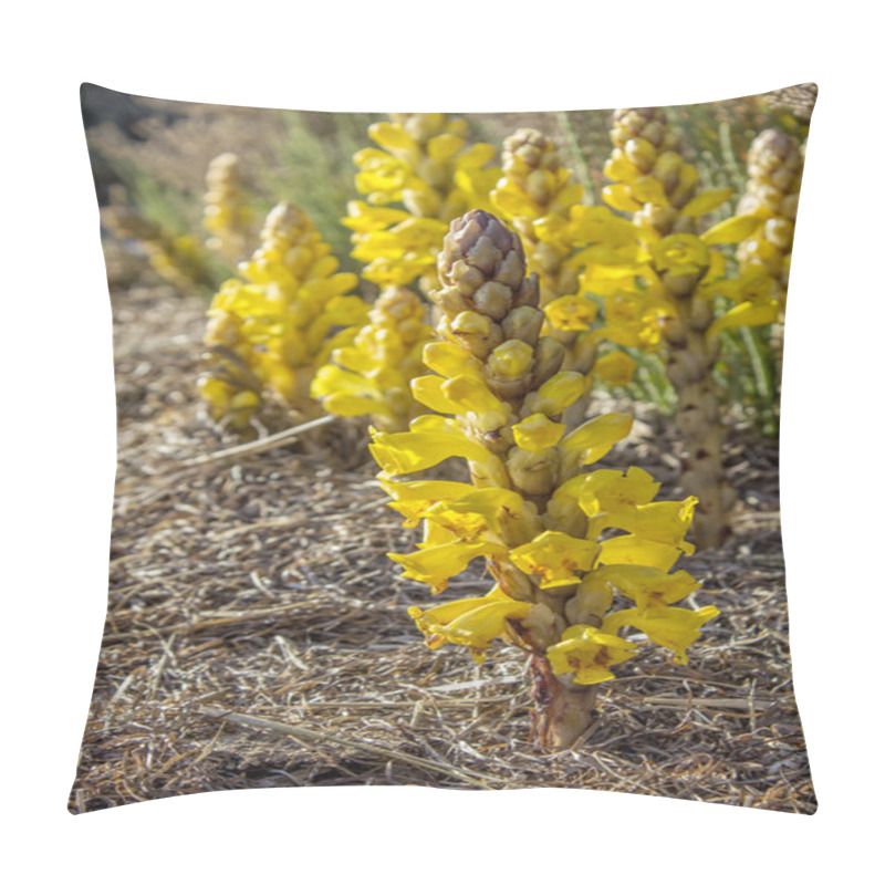 Personality  Cistanche Phelypaea Autoctone Plant Species In Algarve Ria Formo Pillow Covers