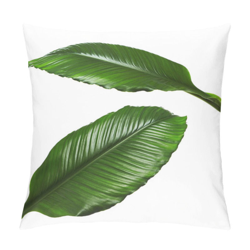 Personality  Large Leaves Of Spathiphyllum Or Peace Lily, Fresh Green Foliage Isolated On White Background, With Clipping Path Pillow Covers