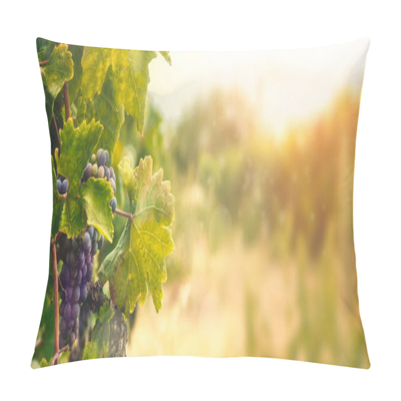 Personality  Nature Background With Vineyard In Autumn Harvest. Ripe Grapes In Fall. Pillow Covers