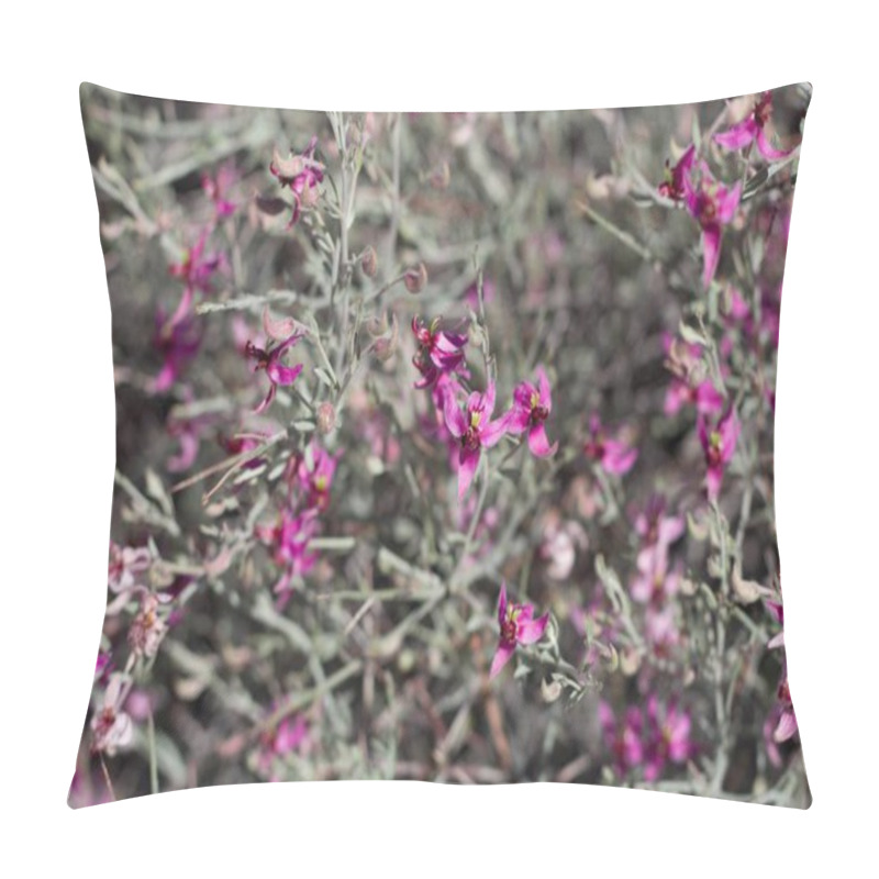 Personality  Small Flowers In Shades Of Pink And Purple Opening From White Ratany, Krameria Bicolor, Krameriaceae, Native Perennial Shrub On The Edges Of Twentynine Palms, Southern Mojave Desert, Springtime. Pillow Covers