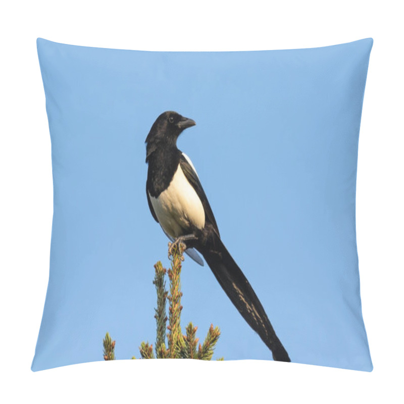 Personality  Magpie Sits Isolated In Front Of Blue Sky On Top Of A Fir Tree. Pillow Covers