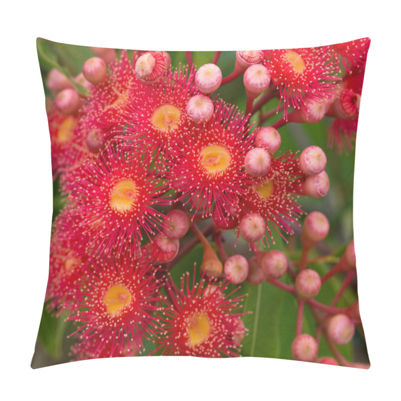 Personality  Red Flowers Gum Tree Eucalyptus Phytocarpa Hybrid Australian Nat Pillow Covers