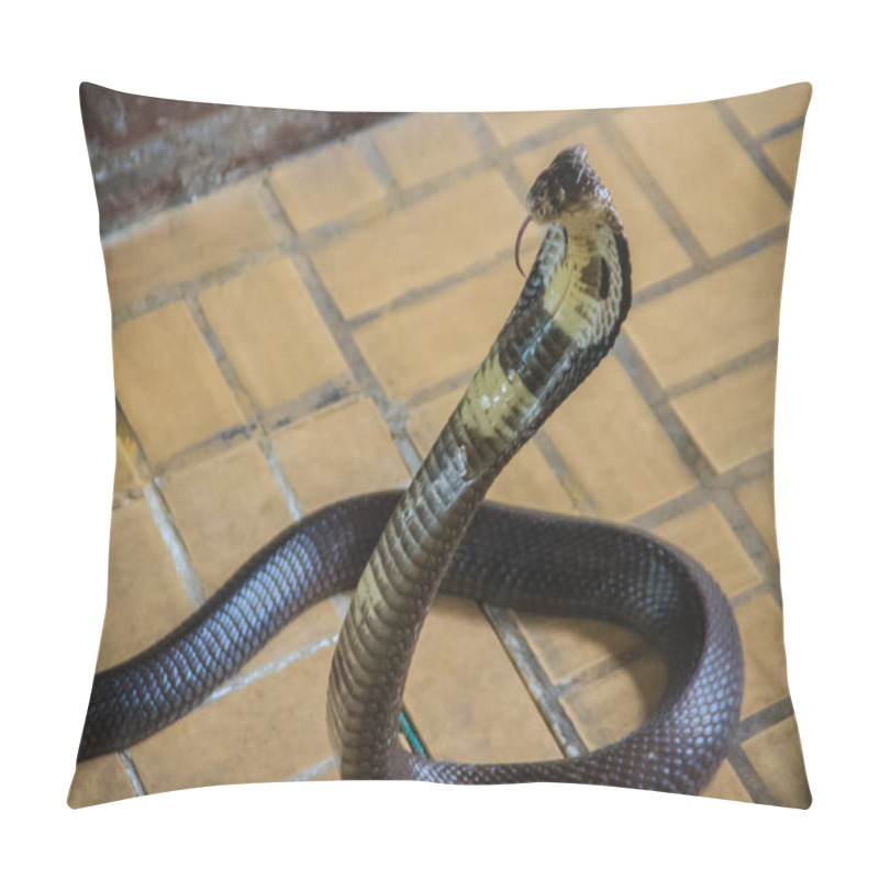 Personality  Dangerous Monocled Cobra Snakes Come Into The House. The Monocled Cobra (Naja Kaouthia), Also Called Monocellate Cobra, Is A Cobra Species Widespread Across South And Southeast Asia. Pillow Covers