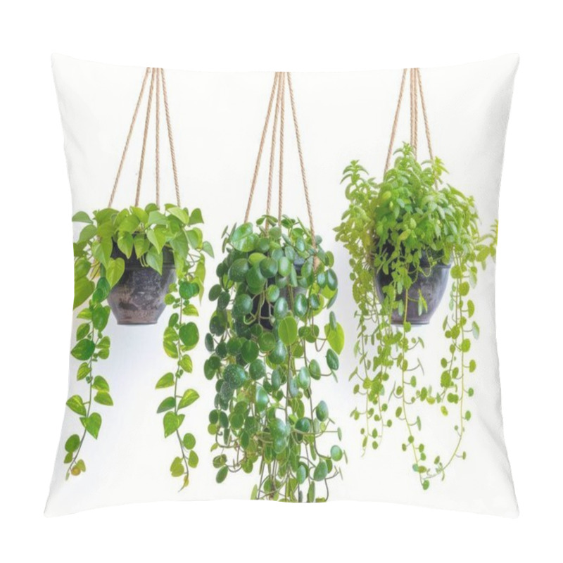 Personality  Three Vibrant Hanging Plants In Black Pots, Showcasing A Lush Green Hue Against A Bright White Background. Pillow Covers