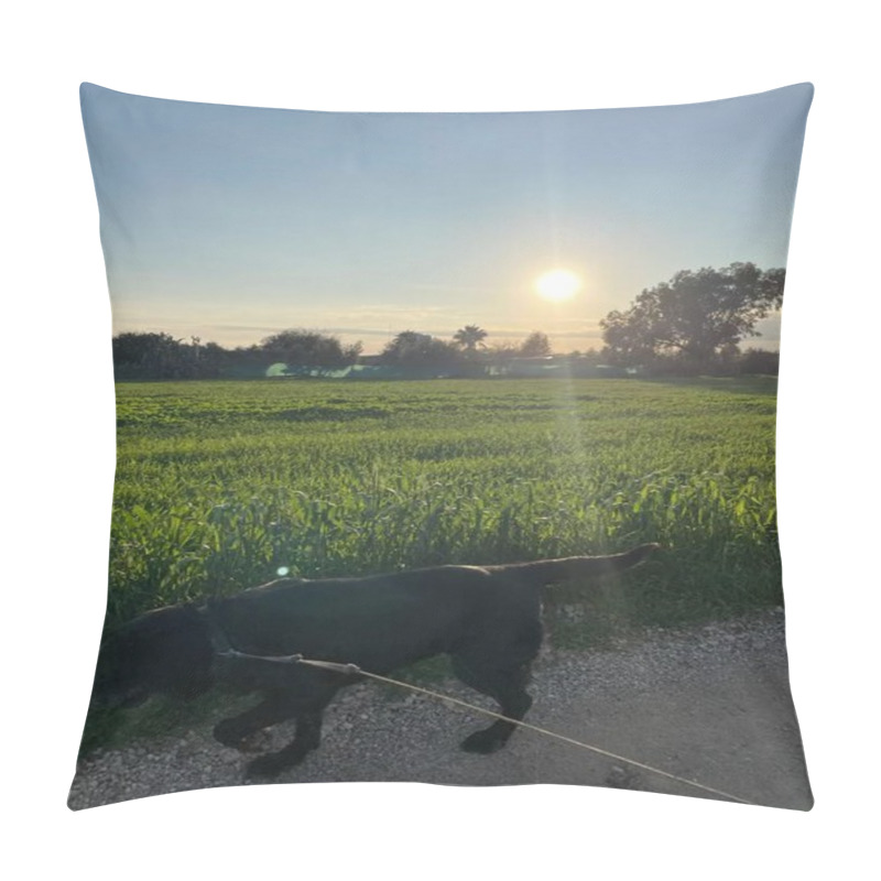 Personality  A Serene Rural Scene In Avgorou Featuring Lush Green Fields Under A Glowing Sun. A Black Labrador Walks Along The Gravel Path, Enjoying The Peaceful Countryside Atmosphere. Pillow Covers