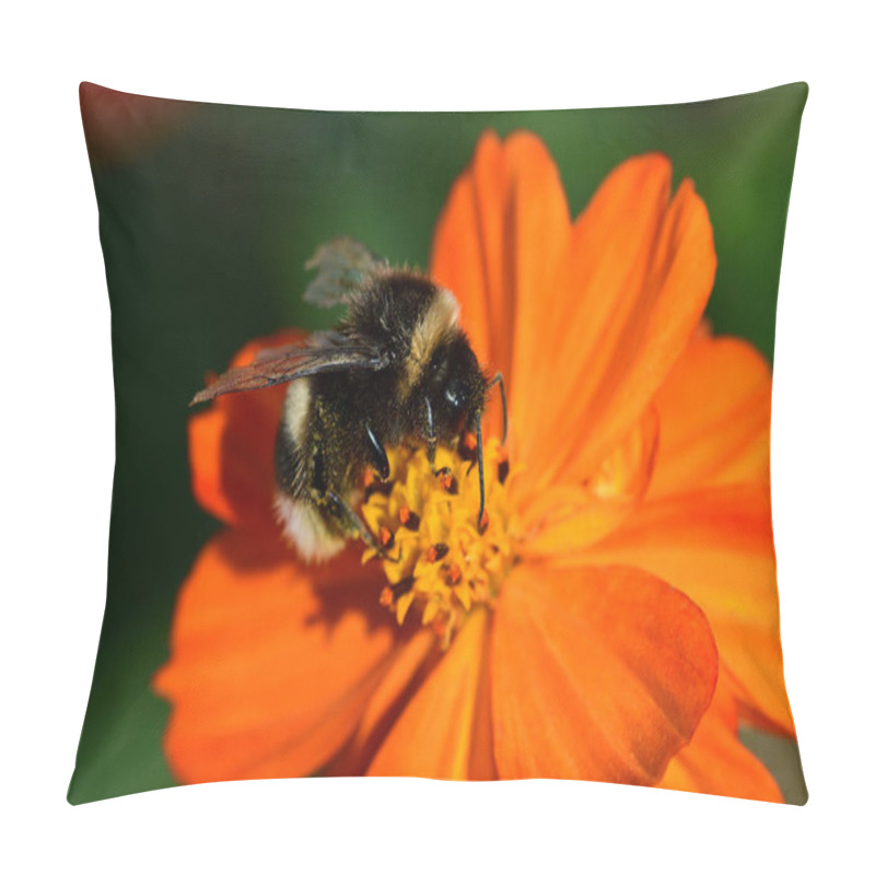 Personality  Macro Shot Of A Bumble Bee Pollinating An Orange Coreopsis Flower Pillow Covers