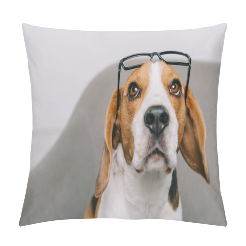 Personality  Cute Beagle Dog Wearing Glasses Isolated On Grey Pillow Covers