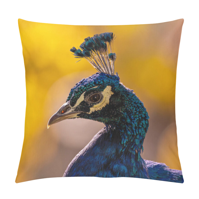 Personality  The Indian Peafowl, A Vibrant Omnivore, Eats Grains, Seeds, And Insects. Photographed In Lush Gardens. Pillow Covers