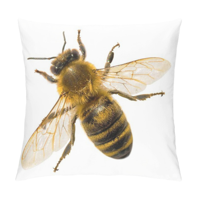 Personality  Detail Of Bee Or Honeybee In Latin Apis Mellifera, European Or Western Honey Bee Isolated On The White Background Pillow Covers