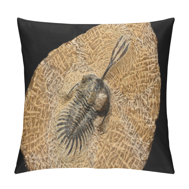 Personality  Trilobites Pillow Covers