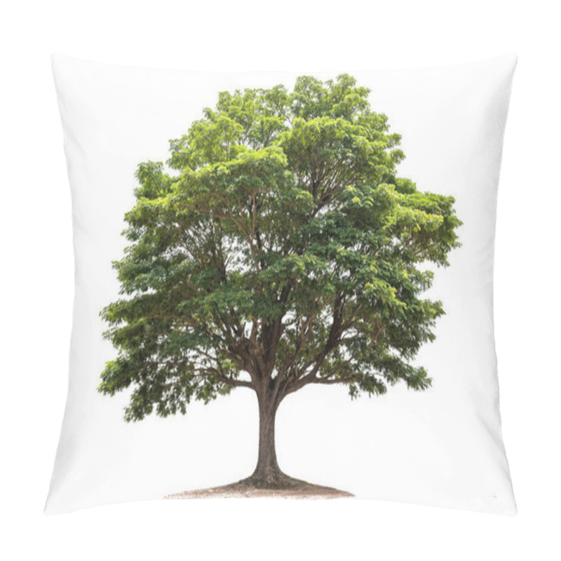 Personality  Rain Tree Isolated On White Background. Tropical Tree Pillow Covers