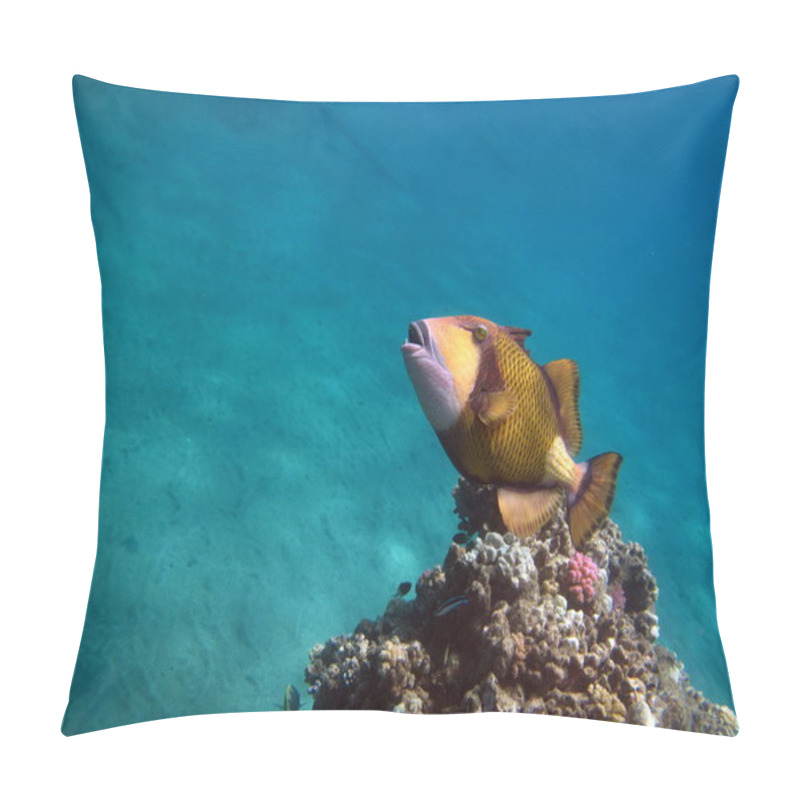 Personality  Titan Trigger Fish.This Trigger Fish Grows To 75 Cm; It Feeds On Corals, Sea Urchins, And Crustaceans. Pillow Covers