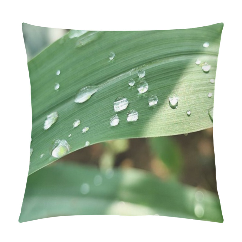 Personality  Close-up Of Corn Leaves Wet From Rainwater Pillow Covers