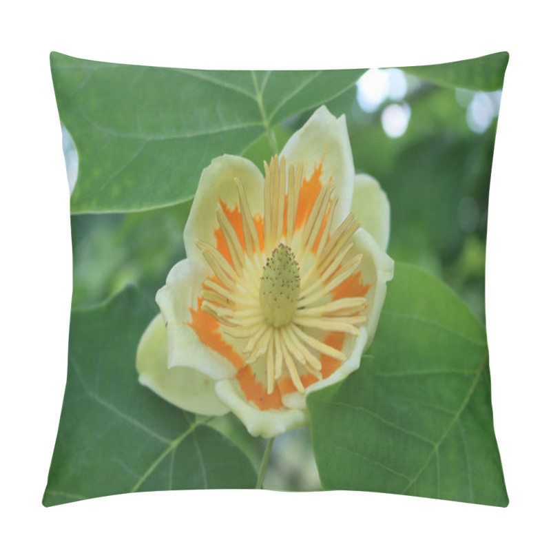 Personality  Tulip Tree Or Liriodendron Tulipifera Ornamental Tree In Bloom With Yellow And Orange Flowers On Branch Pillow Covers