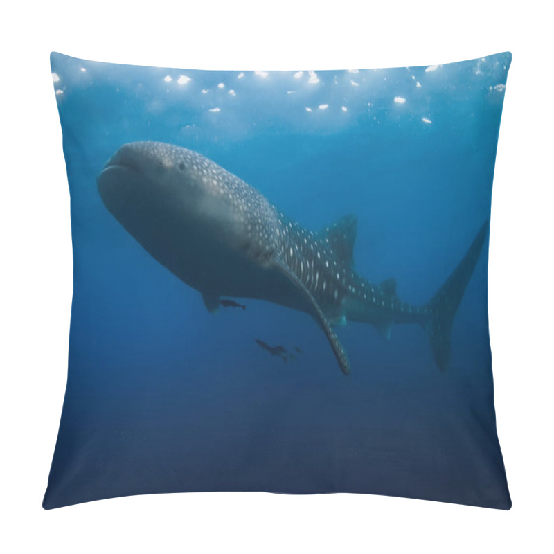 Personality  Whale Shark In Blue Ocean. Giant Shark Swimming Underwater Pillow Covers