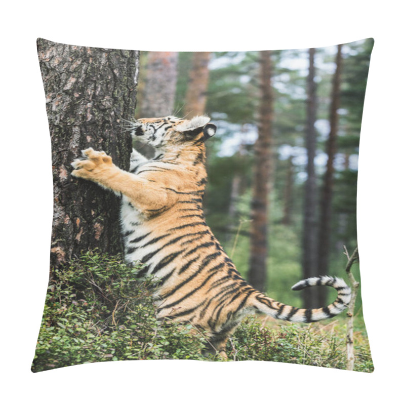 Personality  Little Ussuri Tiger On A Tree. Portrait Of Usurian Tiger In A Wild Autumn Landscape In Sunny Day. A Young Tiger In Wildlife. Pillow Covers