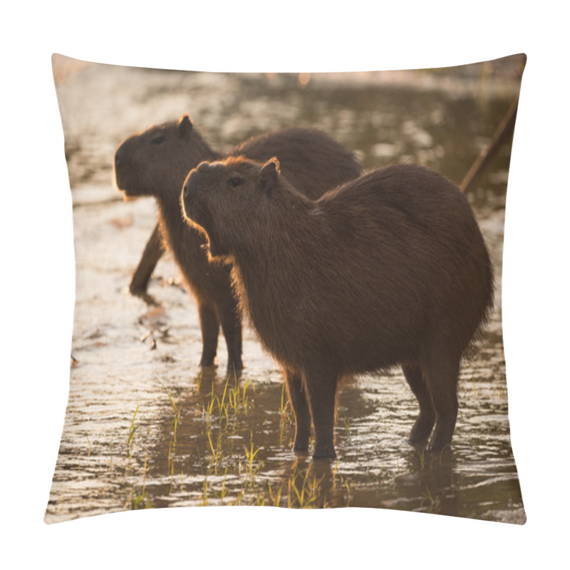 Personality  Two Capybara Standing By River At Sunset Pillow Covers