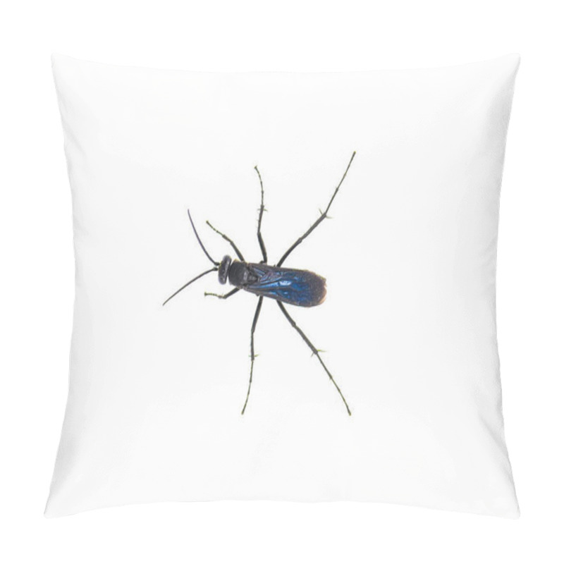 Personality  Great Black Digger Wasp - Sphex Pensylvanicus - Similar Behavior As A Tarantula Hawk Which Paralyzes Prey And Buries Underground To Lay Eggs On. Top Dorsal View Isolated On White Background Pillow Covers