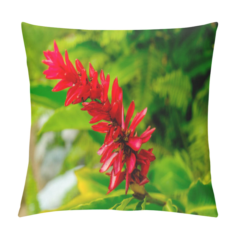 Personality  Close Up On A Caribbean Flower In Full Bloom On The Blue Mountains, Jamaica Pillow Covers