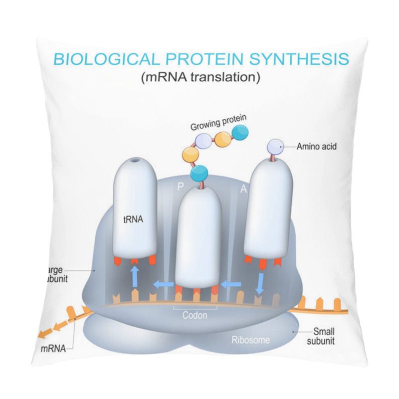 Personality  Ribosome Structure And Anatomy. Biological Protein Synthesis. MRNA Translation And The Synthesis Of Proteins By A Ribosome. The Difference Between MRNA And TRNA. Vector Poster For Education And Science. Pillow Covers