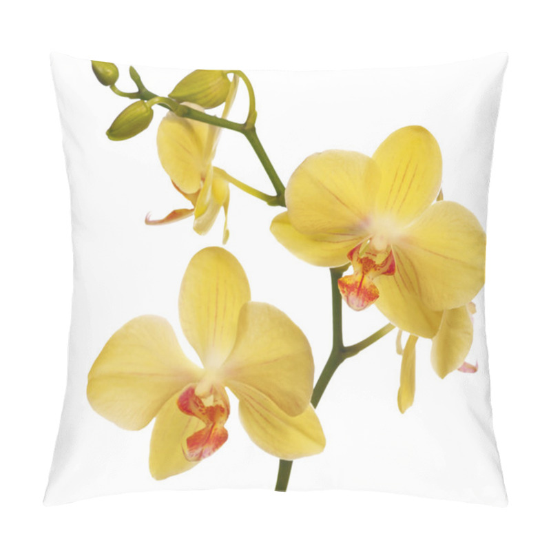 Personality  Golden Orchid Flowers Isolated On White Pillow Covers