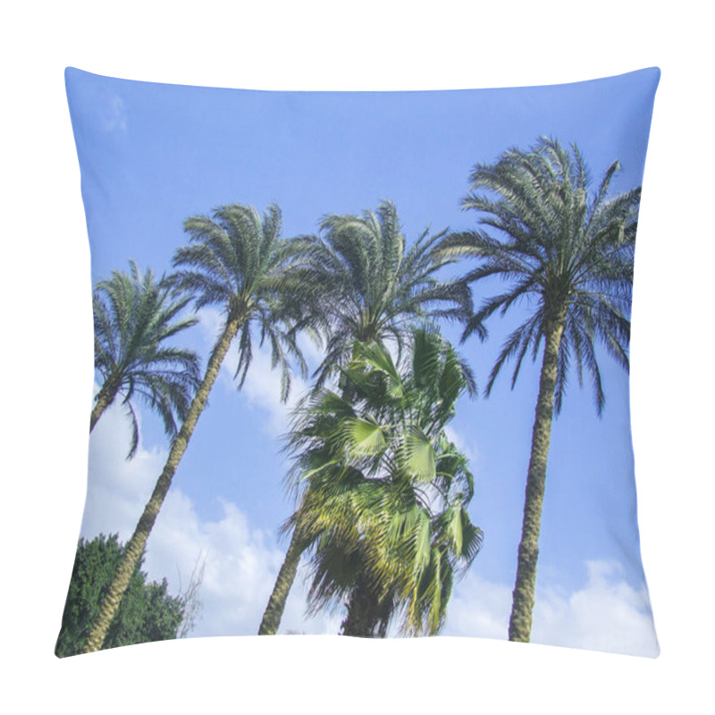 Personality  Nature Photography, Plant And Palm Tree. Photo Is Selective Focus With Shallow Depth Of Field. Photo Taken At Cairo Egypt Pillow Covers