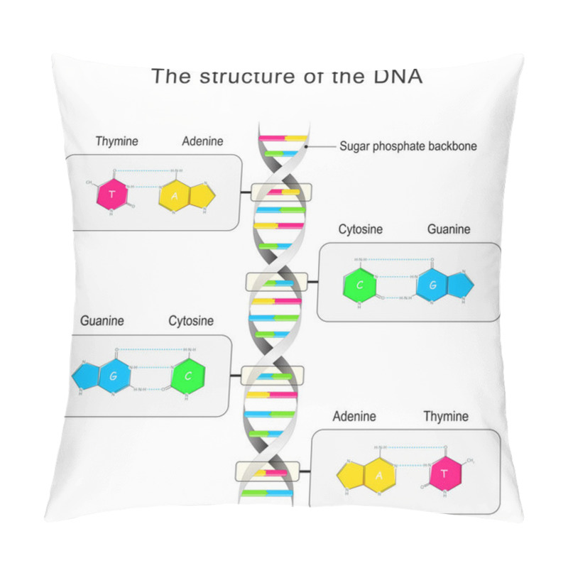 Personality  DNA Structure. Base Pairing And Nucleotide. Cytosine, Thymine, Guanine, Adenine. Vector Illustration Pillow Covers