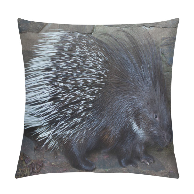 Personality  Indian Crested Porcupine (Hystrix Indica) Pillow Covers