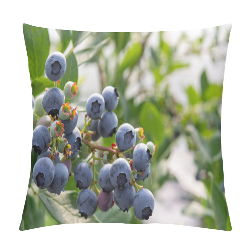 Personality  Healthy Food And Antioxidant, Blueberry Berries Ripening On Plant In Summer Close Up Pillow Covers