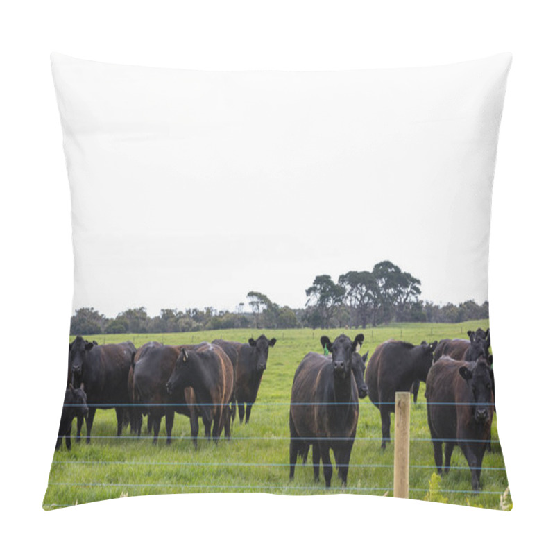 Personality  A Herd Of Beef Cattle On A Free Range Cow Ranch Farm Pillow Covers