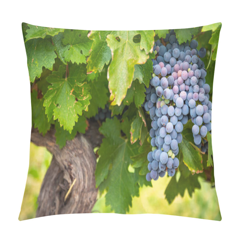 Personality  Lush Wine Grapes Clusters Hanging On The Vine Pillow Covers