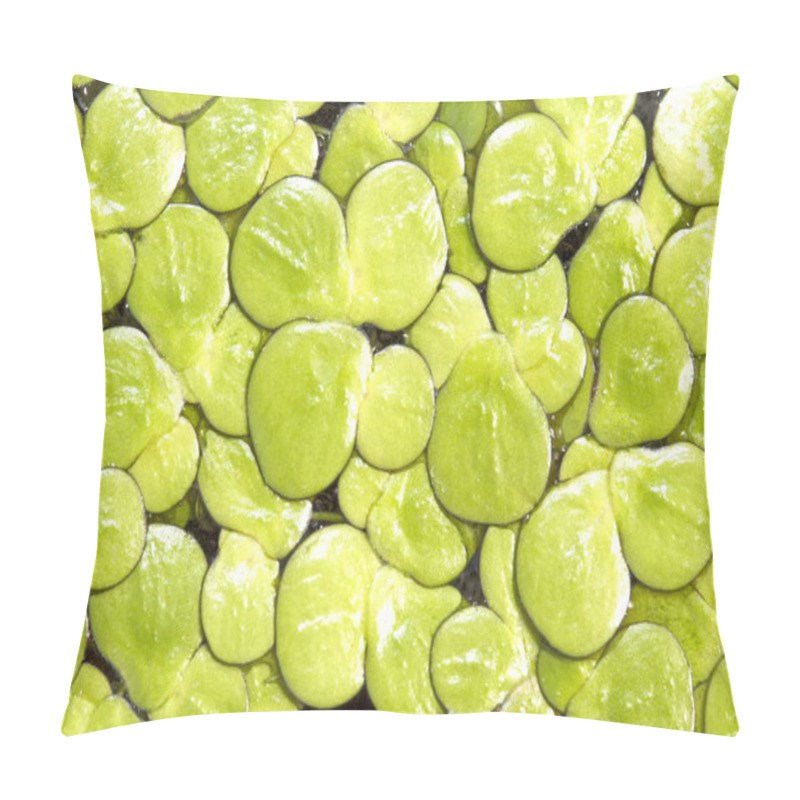 Personality  Duckweed In Background And Green Background In Close Up Pillow Covers