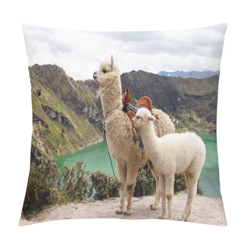 Personality  A Fluffy White Alpaca With Baby Alpaca On The Viewpoint Of Quilotoa Lake And Volcano Crater. Ecuador, South America Pillow Covers