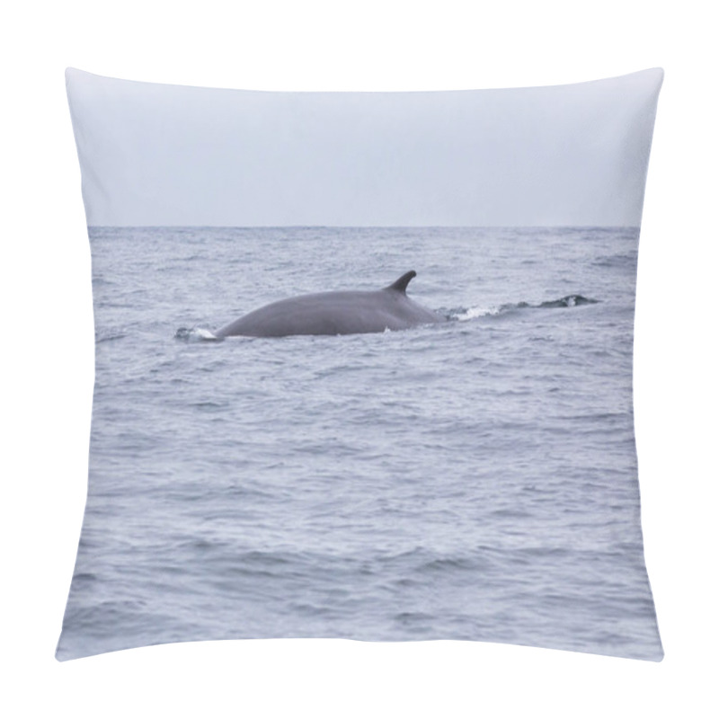 Personality  Fin Whales Swimming In The Waters Of The Pacific Ocean In Front Of Atacama Desert At Chile, A Nice Place For Whale Watching And Marine Sea Life On A Wild Environment, An Amazing Place To Enjoy Nature Pillow Covers