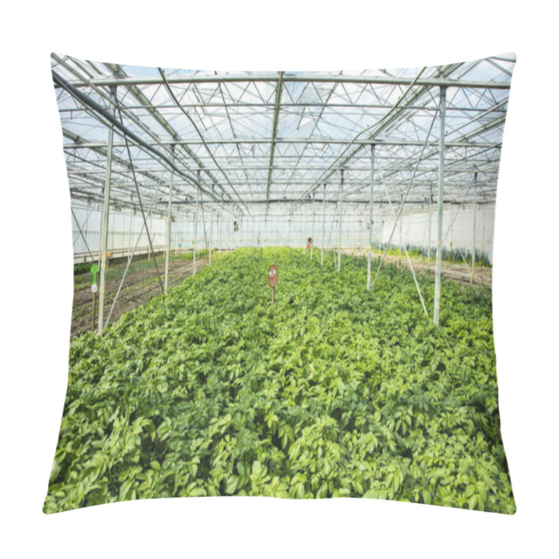 Personality  Potato Plantation In A Greenhouse, An Artificial Ecosystem For I Pillow Covers