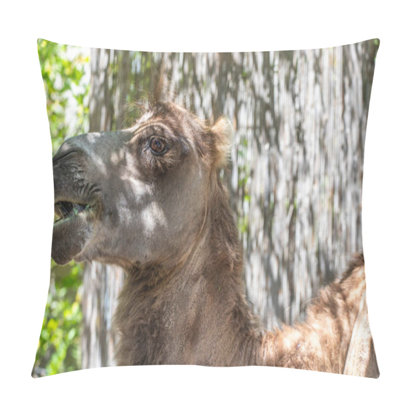 Personality  Portrait Of A Camel, Camelus Ferus, In The Zoo. Big Eyes, Funny Look And Soft Fur, An Animal In The Zoo Of Siofok, Balaton Pillow Covers