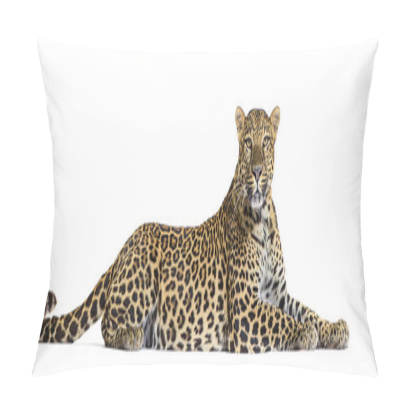 Personality  Side View Of A Spotted Leopard Lying Down And Looking Proudly At The Camera, Panthera Pardus, Isolated On White Pillow Covers