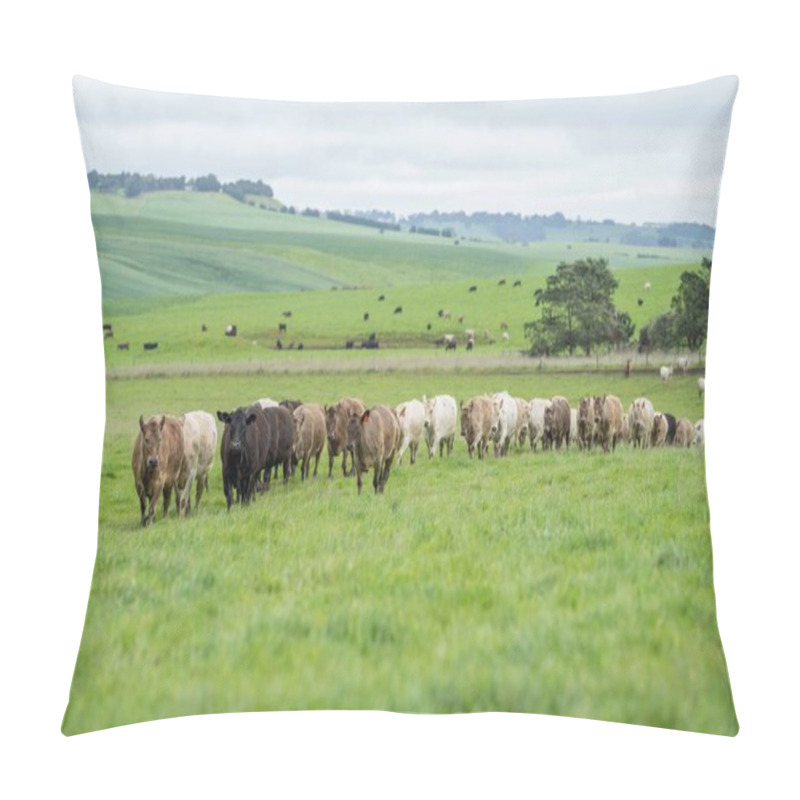 Personality  Close Up Of Beef Cows And Calves Grazing On Grass In Australia, On A Farming Ranch. Cattle Eating Hay And Silage. Breeds Include Speckled Park, Murray Grey, Angus, Brangus, Hereford, Wagyu, Dairy Cows. Pillow Covers