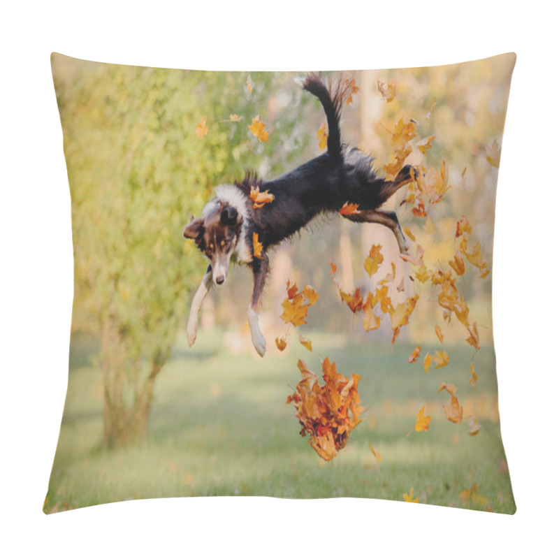 Personality  Border Collie Dog In Autumn. Autumn Concept. Autumn Leaves. Fall Season Pillow Covers